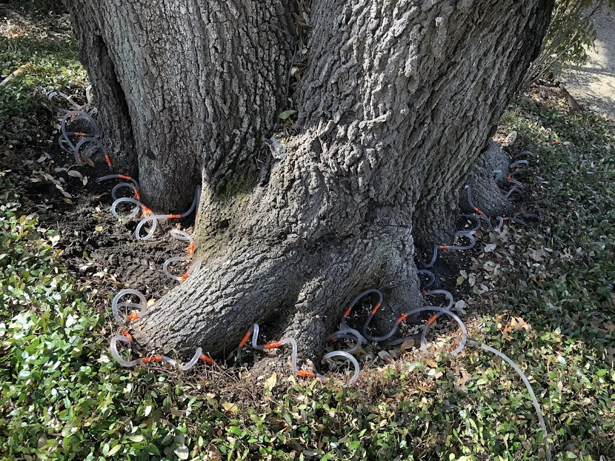 Detailed Tree Cabling and Bracing job site in Curlew